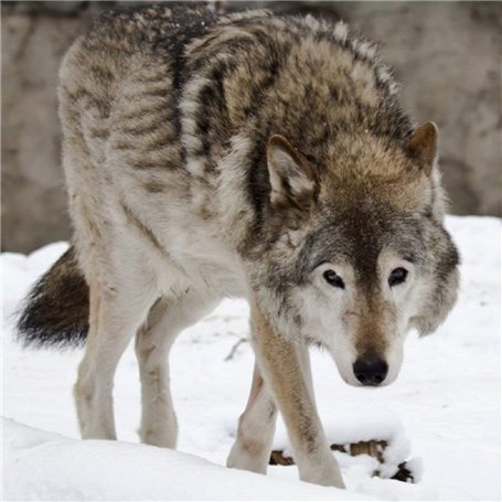 Wolf-Carte de v?ux-bruit avec son ambiphonique Animal joue lorsque vous ouvrez la carte Vierge à l'intérieur