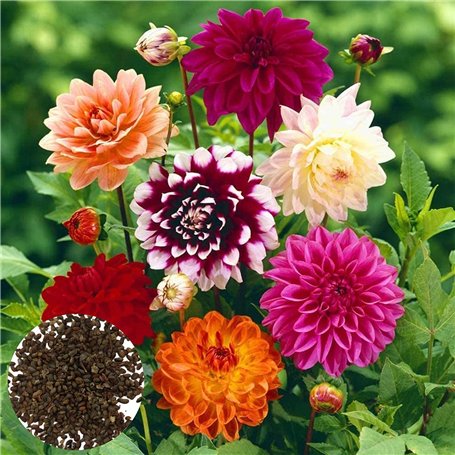 200 Pièces/Sac Graines De Bonsaï Décoratif Attirer Les Oiseaux à Croissance Rapide Couleur Mixte Dahlia Graines De Fleurs Pour L