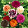 200 Pièces/Sac Graines De Bonsaï Décoratif Attirer Les Oiseaux à Croissance Rapide Couleur Mixte Dahlia Graines De Fleurs Pour L