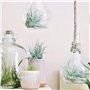 PLANT IN A BOX - Set de 5 Tillandsias- Plantes aériennes- H5-10cm
