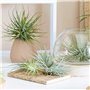 PLANT IN A BOX - Set de 5 Tillandsias- Plantes aériennes- H5-10cm