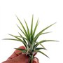 PLANT IN A BOX - Set de 5 Tillandsias- Plantes aériennes- H5-10cm