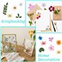 134 pièces Vraies Fleurs Pressées Séchées, Florales Naturelles Feuille de Fleurs Pressées pour Bricolage Résine Bijoux Faisant F
