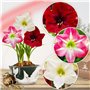 Amaryllis Bulbe Collection Budget - 3 pièces fleurs en grand format 26/28 - Bulbe Amaryllis - Mélange de vraies plantes de Holla