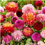 Bulbes de Dahlias Super Collection - 10 Tubercules Géants de Dahlias - Mélange de Bulbes de Fleurs des Pays-Bas - Véritables Gra