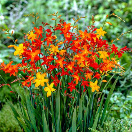Crocosmia Montbretia Collection de bulbes à fleurs