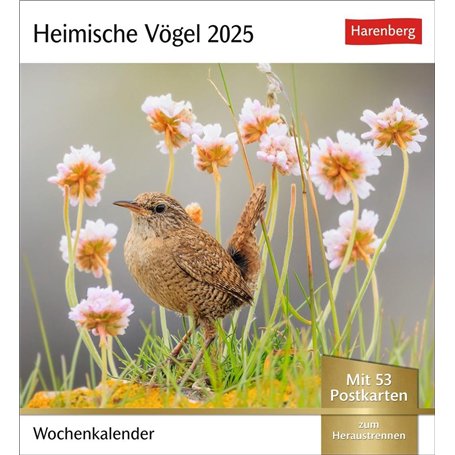 Calendrier 2025 - Calendrier hebdomadaire avec 53 cartes postales : calendrier hebdomadaire au format carte postale avec portrai