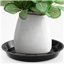 Lot de 8 soucoupes rondes en plastique noir pour pot de fleurs, 2 soucoupes pour pot de fleurs de tailles mixtes, pour intérieur