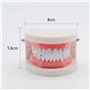 Lot de 2 modèles dentaires avec 2 brosses à dents - Modèle dentaire pour enfants - Modèle dentaire - En PVC - Pour les cours den