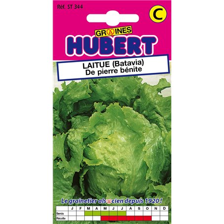 Graines de Laitue (Batavia) de Pierre bénite - 3 grammes