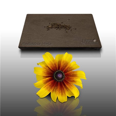 100 graines Fleurs à semer - Le Grenier d'Abondance - RUDBECKIA Hirta Gloriosa Daisies