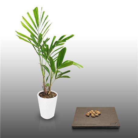 10 graines à semer - Le Grenier d'Abondance - Palmier bambou - PTYCHOSPERMA Microcarpum