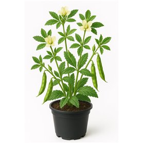 250 graines à semer - Le Grenier d'Abondance - FENUGREC - Trigonella foenugraecum