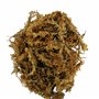 Lucky Reptile Sphagnum Moss - 500 g Brique de Mousse pour Terrarium - Augmente l'humidité de l'air - Mousse de Culture contrôlée