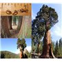 Séquoia géant 25 graines/Sequoiadendron giganteum/le plus gros arbre du monde