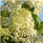 Plant in a Box - Hydrangea macrophylla 'Early Blue', 'Early Pink', 'Wudu' - Hortensia - Mélange de 6 - Pot 10,5cm - Hauteur 25-4