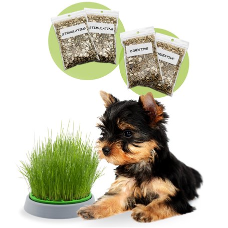 R&R SHOP - Kit Herbe pour Chien Double Graines - Pot de Germination
