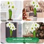 Amaryllis Bulbe White Star - 1 pièces fleurs en grand format 26/30 - Bulbe Amaryllis - Véritables plantes de Hollande - Hippeast