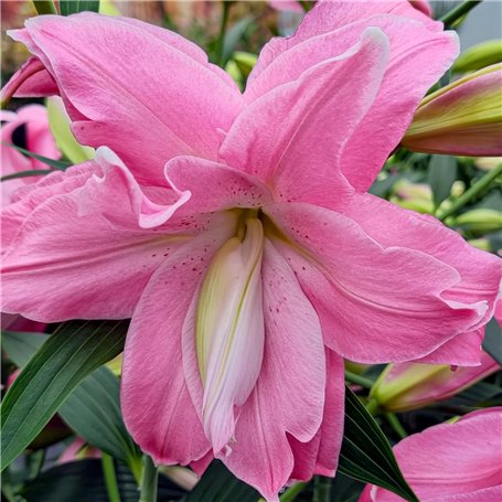 Lotus Lys Rose pastel Doublés (10 bulbes parfumés)