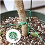 Liens de Jardinage pour Ligatures, 2 Rouleaux (100m par Rouleaux) Fil de Fer Jardin Vert, Attaches de Jardin pour Plantes Polyva