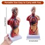 5 pouces torse médical corps humain modèle anatomie poupée 15 pièces amovibles organes éducatifs modèle pour l'enseignement d