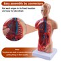 10,5 pouces torse médical corps humain modèle anatomie poupée 15 pièces amovibles organes éducatifs modèle pour l'enseignement d