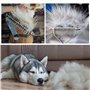 AIDIYA Coat King Démêloir Peigne et brosse de toilettage pour chiens et chats Râteau à sous-poil (8.8cm)