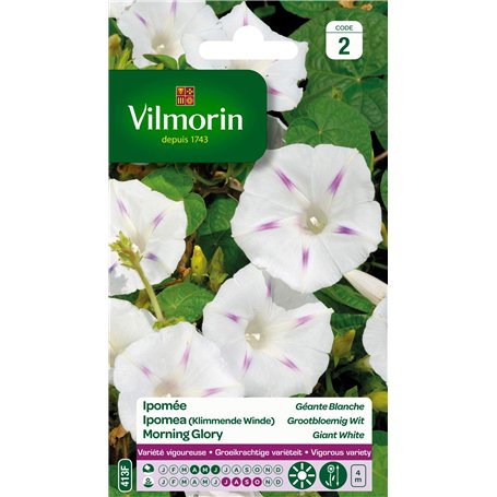 Vilmorin - Ipomée Blanche étoilée - semences pour Plantation - Fleurs grimpantes annuelles 4m - variété vigoureuse - Floraison a