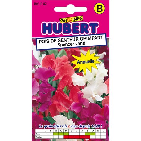 Graines de Pois de senteur grimpant Spencer varié - 3 grammes