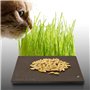 100 graines à semer - Le Grenier d'Abondance - HERBE à Chat Complément alimentaire pour le transit