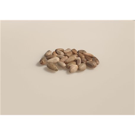 25 graines à semer - Le Grenier d'Abondance - ARTICHAUT Vert de Laon - Cynara cardunculus