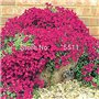 Escalade Fleur 100 Aubrieta Graines Cascade Purple Flowers Seed