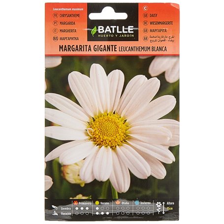 Marguerite Blanche LEUCANTENUM