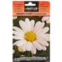 Marguerite Blanche LEUCANTENUM