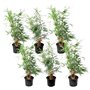 Plant in a Box - Fargesia Rufa - Pokon - Set de 6 - Bambou des neiges - Arbuste exterieur - Persistant - Vert - Pot 13cm - Haute