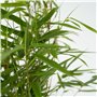 Plant in a Box - Fargesia Rufa - Pokon - Set de 6 - Bambou des neiges - Arbuste exterieur - Persistant - Vert - Pot 13cm - Haute