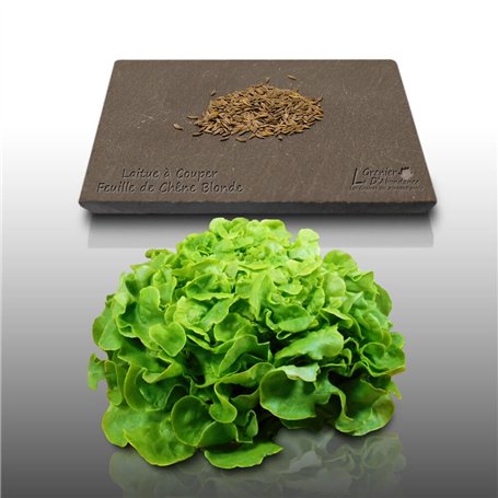 500 graines à semer - Le Grenier d'Abondance - LAITUE A COUPER Feuille de Chêne Blonde - Lactuca sativa