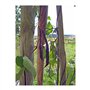 Haricot à rames "A Cosse Violette" (Phaseolus vulgaris) env. 30 semences