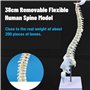Modèle de Colonne Vertébrale, Modèle de Colonne Vertébrale avec Support, Modèle de Colonne VertéBrale Humaine Flexible Amovible 