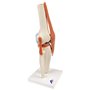 3B Scientific A82/1 Modèle Fonctionnel de Luxe de l'Articulation du Genou + Application anatomie gratuite - 3B Smart Anatomy