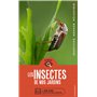 En balade - Les insectes de nos jardins
