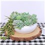 Dzxin Succulentes Artificielles, 11 Pièces Mini Plante Artificielle Plante Artificielle Exterieur pour Maison Décoration