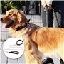 CVDYWDJIE 1 Laisse pour Animaux De Compagnie, 1 Collier pour Animaux De Compagnie, Laisse pour Chien en Métal, Ensemble De Prome