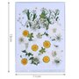 CENPEK Fleurs pressées séchées Fleurs séchées Naturelles Fleurs pressées réelles Fleurs séchées colorées pour Bijoux en résine N