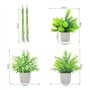 Petites Plantes Artificielles