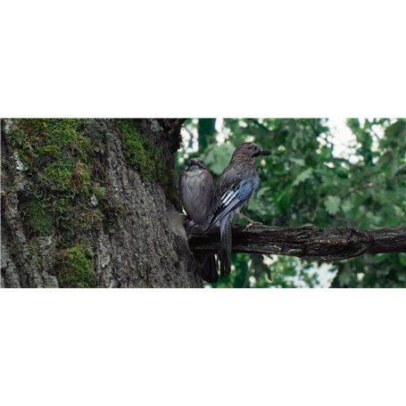 Vumerzy Chargeur 5V USB Câble Compatible avec Pour Underwater Aspirateur Piscine Intex ZR100 28626 28620 28620NP Portable Aspira