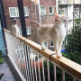 Zyluniy Filet Chat Balcon, Filet de Balcon sans Perçage, 4x3m Filet de Protection Chat Transparent, Filet Anti-Oiseaux 2,5cm, av
