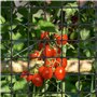 Filet pour Plante Grimpante Exterieur