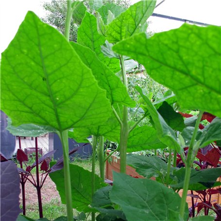 Autocraft Platine de Feu ARRIÈRE GAUCHE - Porte Ampoule (côté Conducteur) compatible pour Jumper Ducato Boxer (2006-2014) 160666