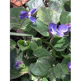 AVERY Zweckform Lot de 20 films de transfert pour imprimante à jet d'encre et jet d'encre Format A4